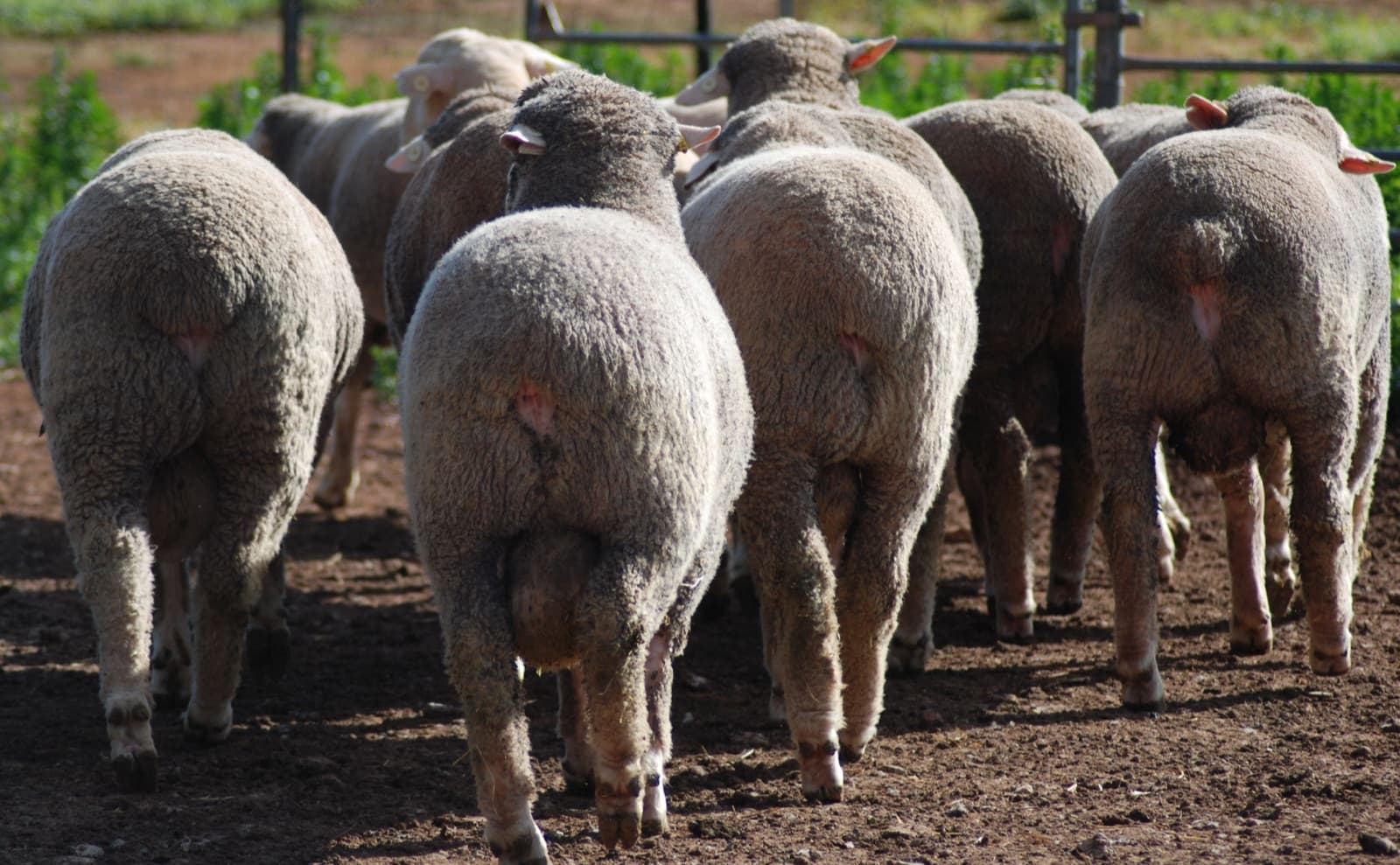 Poll ram hoggets from behind — square, muscular hindquarters and plain, mules-free breeches
