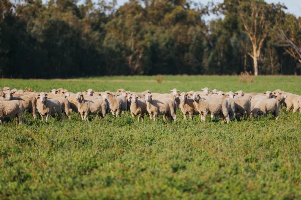 Surplus ewes — a market Trigger Vale breeds for