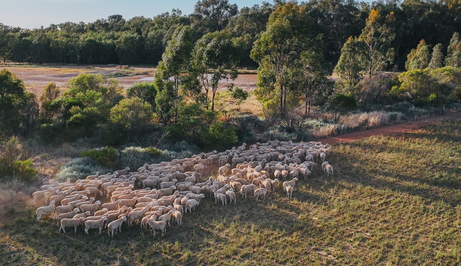 Eating quality — what a Trigger Vale terminal sire adds to the drop