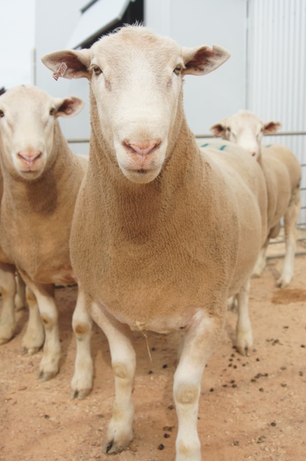 Growth — what a Trigger Vale terminal sire adds to the drop