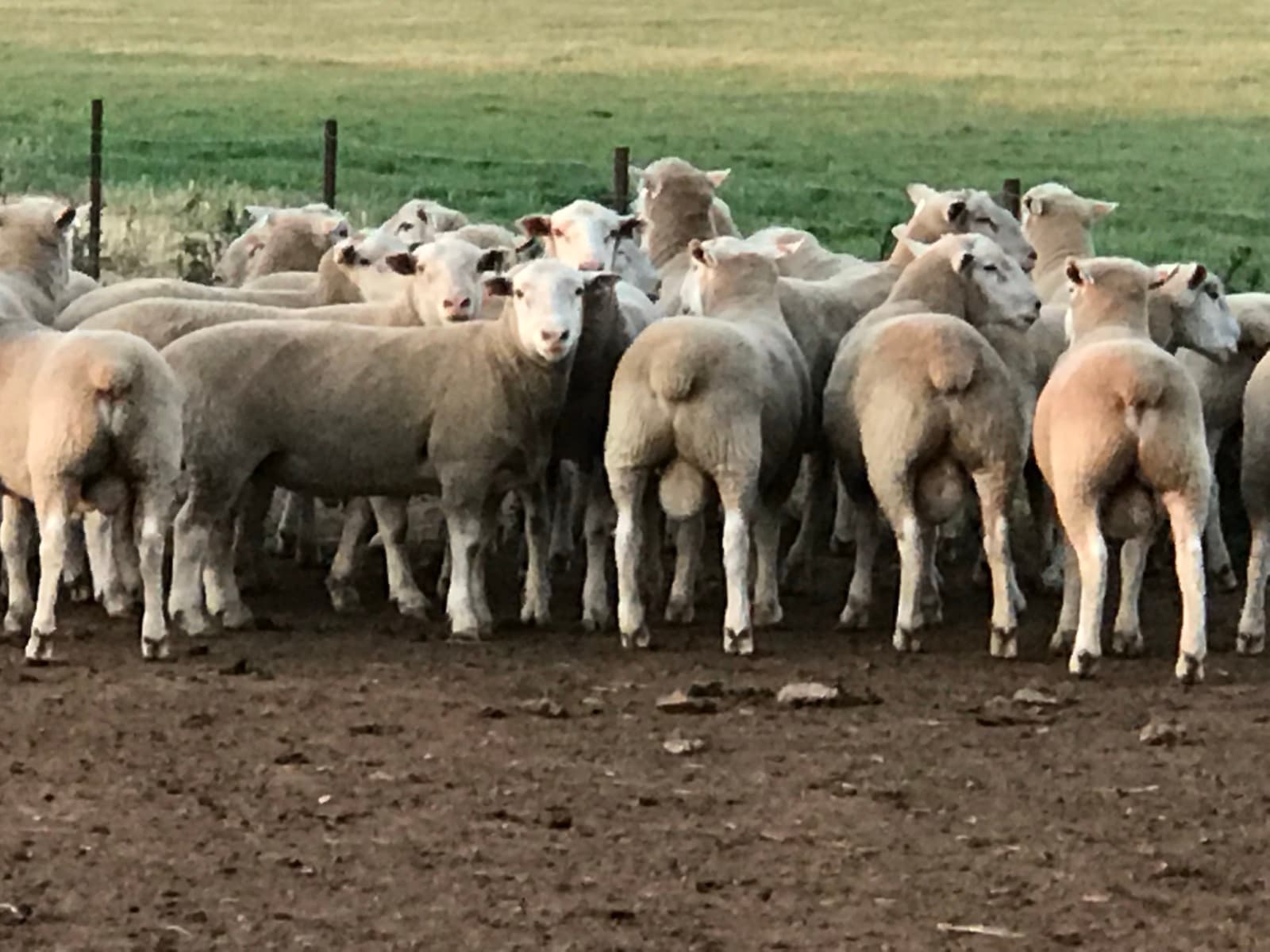 Lean yield — what a Trigger Vale terminal sire adds to the drop
